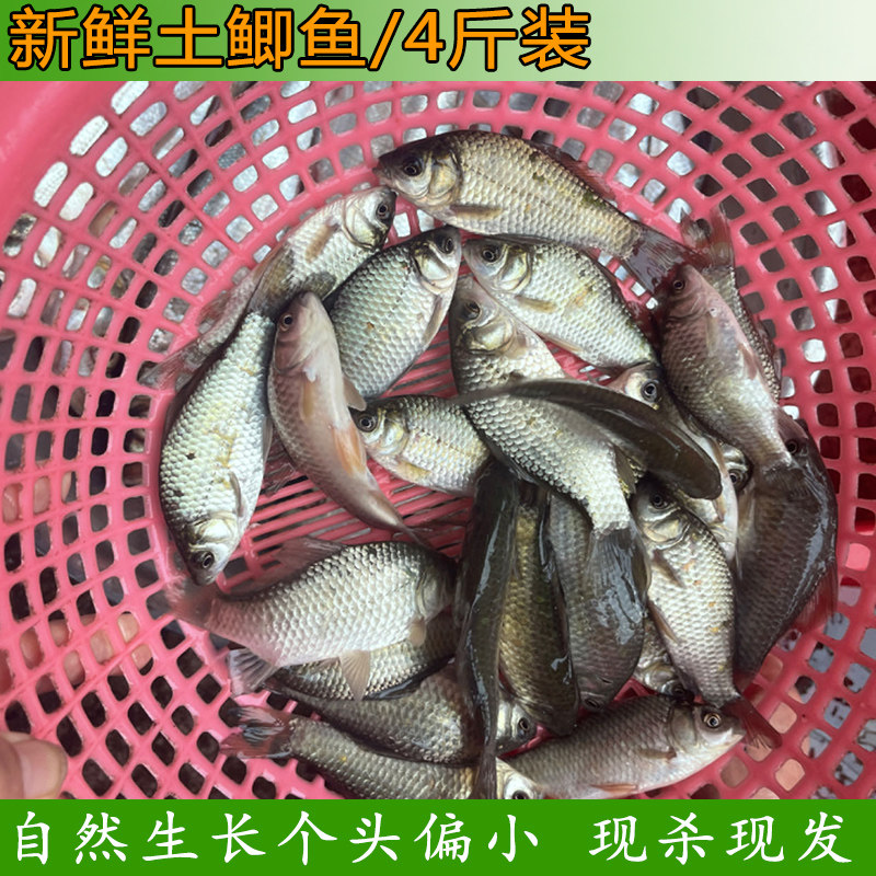 农村鱼塘自养小鲫鱼现杀现发
