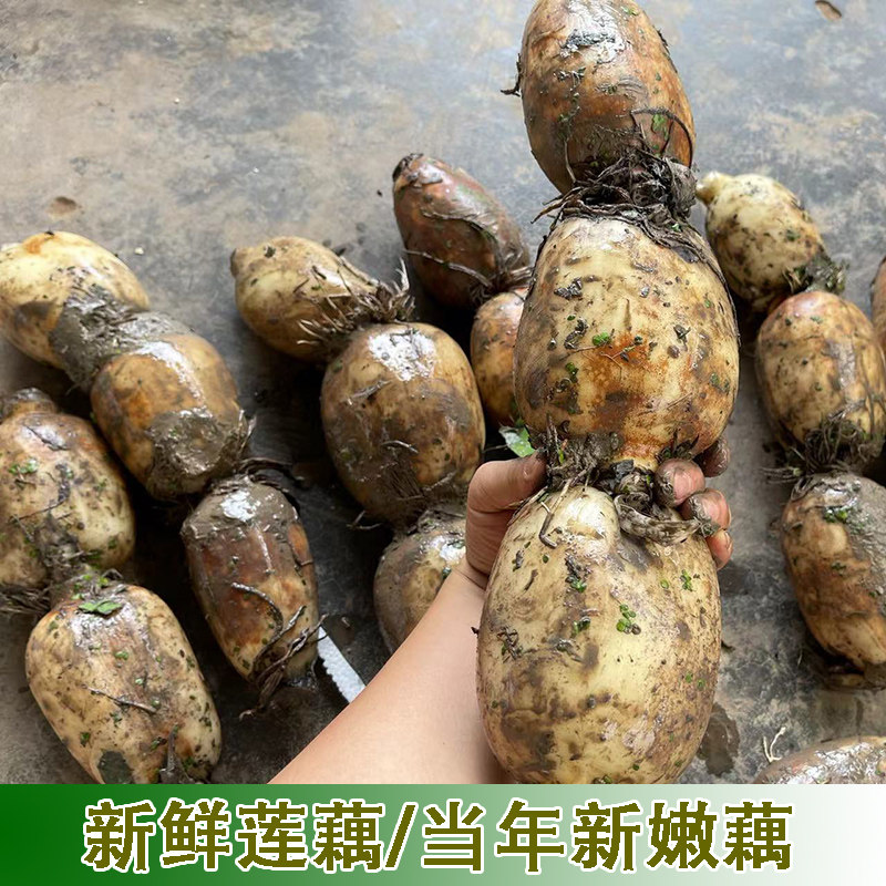 现挖新鲜嫩莲藕鲜藕脆嫩