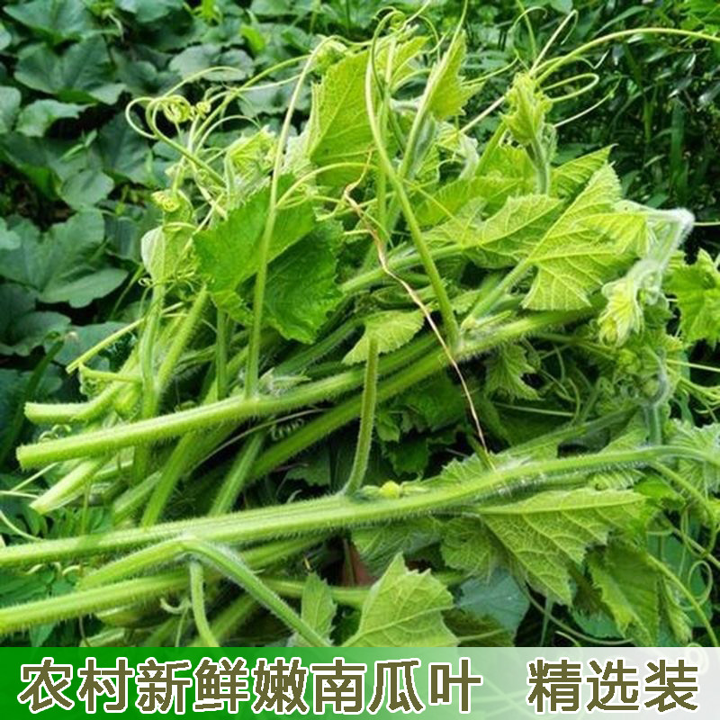 农家菜园南瓜藤新鲜现摘现发南瓜尖南瓜梗时令蔬菜南瓜蔓嫩南瓜叶