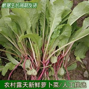 湖北高山萝卜菜农家新鲜萝卜梗当季发货蔬菜红皮红萝卜缨子萝卜苗