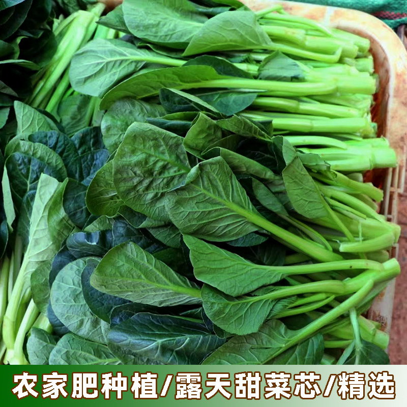 湖北甜菜心油菜苔菜薹本地菜苔甜菜苔青菜新鲜蔬菜农家自种油青菜