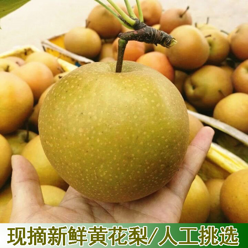正宗薄皮沙梨子宜昌百里洲黄花梨新鲜采摘应季水果脆甜多汁无渣梨