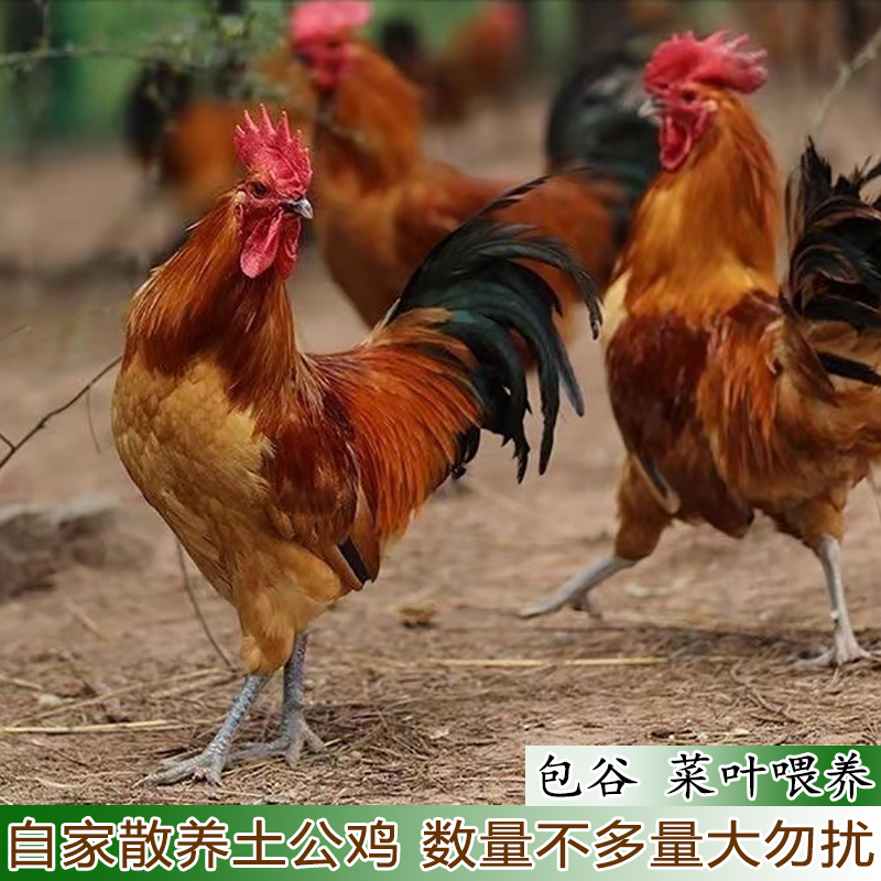 农村自养土鸡农家散养大公鸡鸡肉