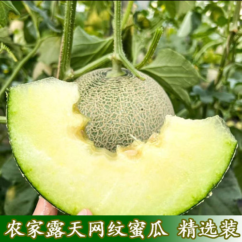 农家露天网纹瓜网纹蜜瓜当季现摘玫珑蜜瓜哈密瓜精选装甜蜜瓜脆甜