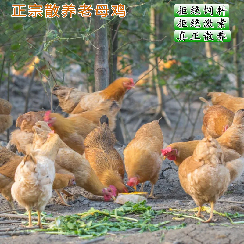 新鲜现杀孕妇月子散养土鸡