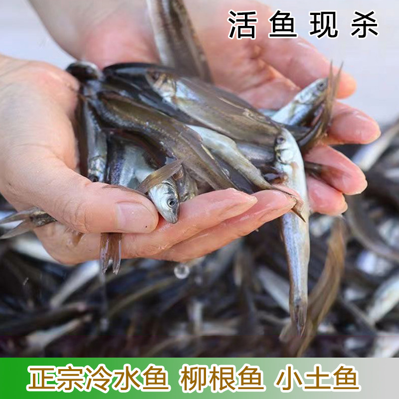 淡水鱼冷水鱼柳根鱼湖北宜昌
