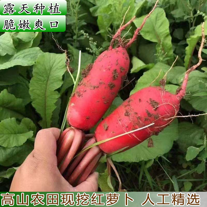 湖北特产自种红萝卜红皮萝卜新鲜红皮白肉水萝卜泡菜胭脂萝卜