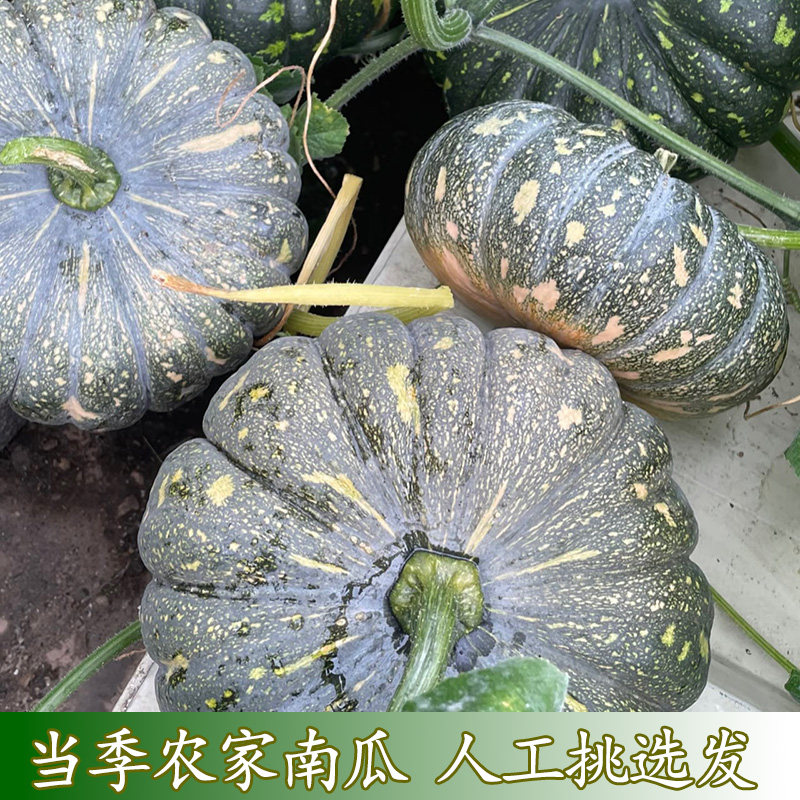 当季新货盘龙南瓜当季时令农家蔬南瓜