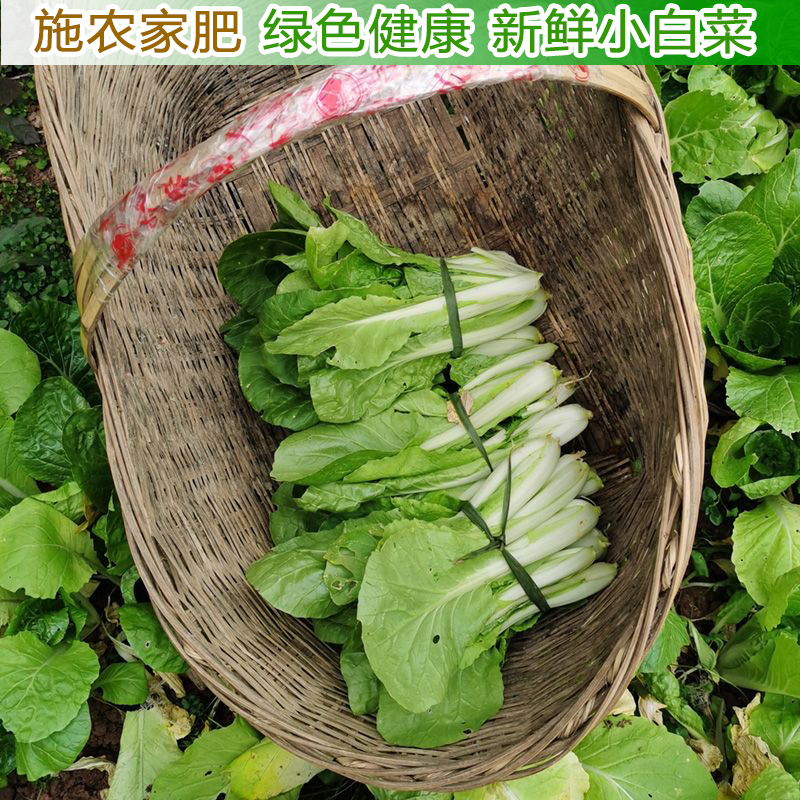 湖北宜昌农家自种小白菜