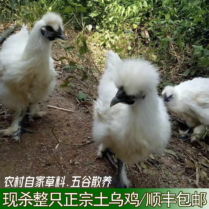 湖北农家散养白凤乌鸡新鲜现杀整只正宗土乌鸡五黑鸡乌骨鸡老母鸡