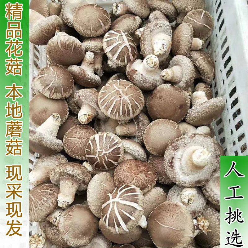 花菇带花纹的蘑菇新鲜食用菌鲜花菇本地蘑菇肥厚鲜香炒肉煲汤