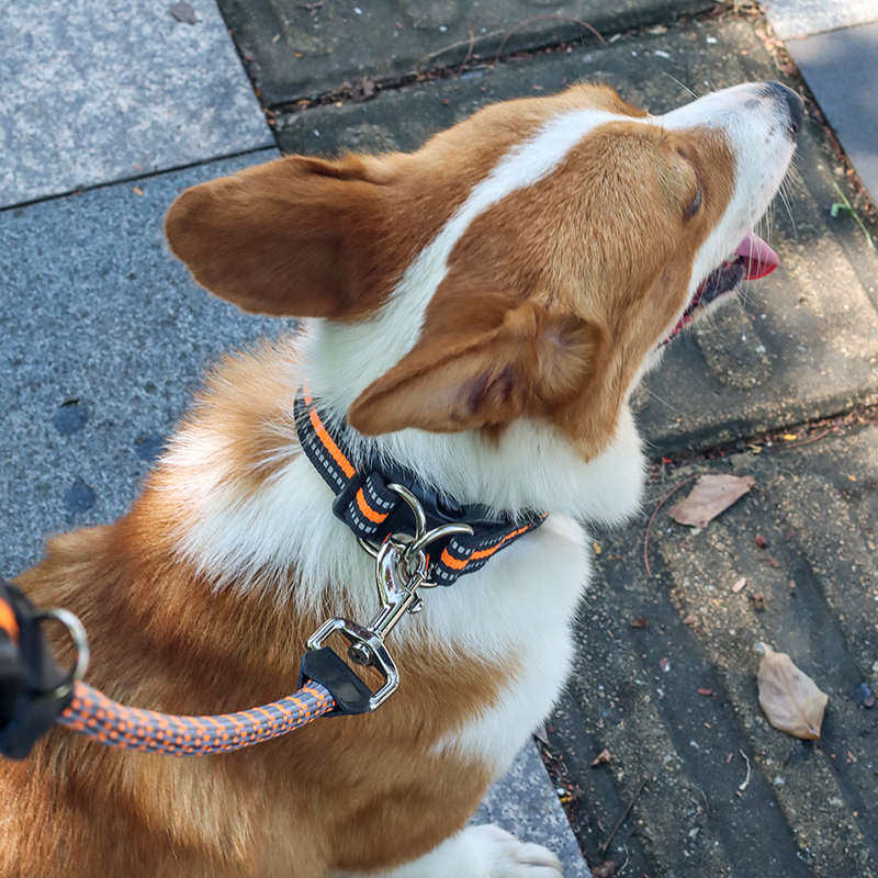 狗狗牵引绳拉布拉多金毛柯基边牧中型大型犬脖套项圈遛狗绳狗链子,宠物/宠物食品及用品,狗牵引绳,淘宝优惠券,粉丝福利购,淘宝优惠卷