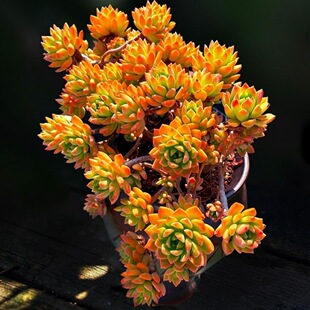 马库斯多肉大珠绿植盆栽植物耐寒耐热阳台多肉植物小盆栽花卉礼物