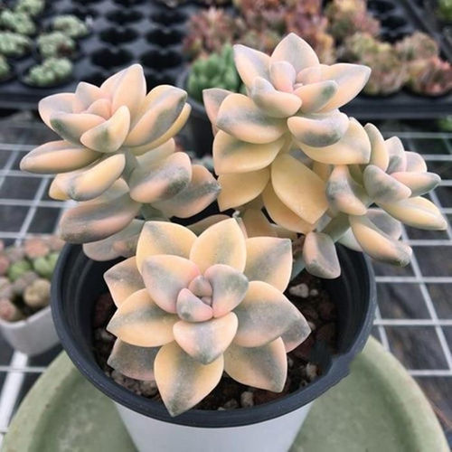 美杏锦云南露养多肉植物盆栽室内花卉创意萌多肉新品贵货新手好养