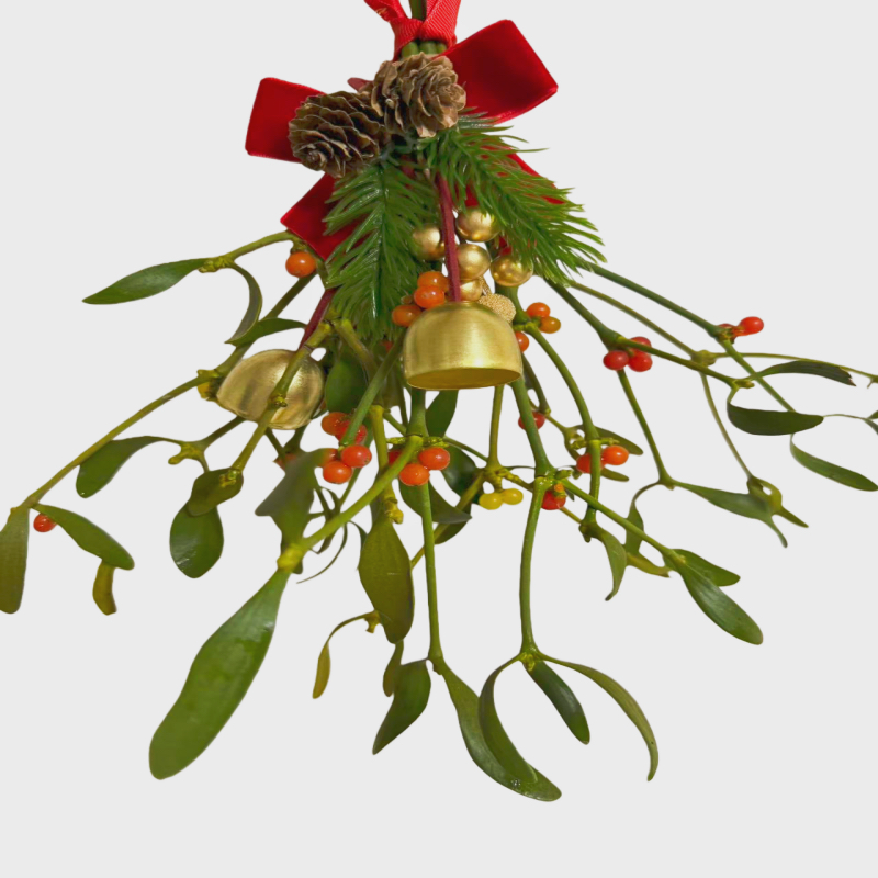 槲寄生圣诞节情人节礼物生日礼物真槲寄生鲜槲寄生搞怪奇特礼物