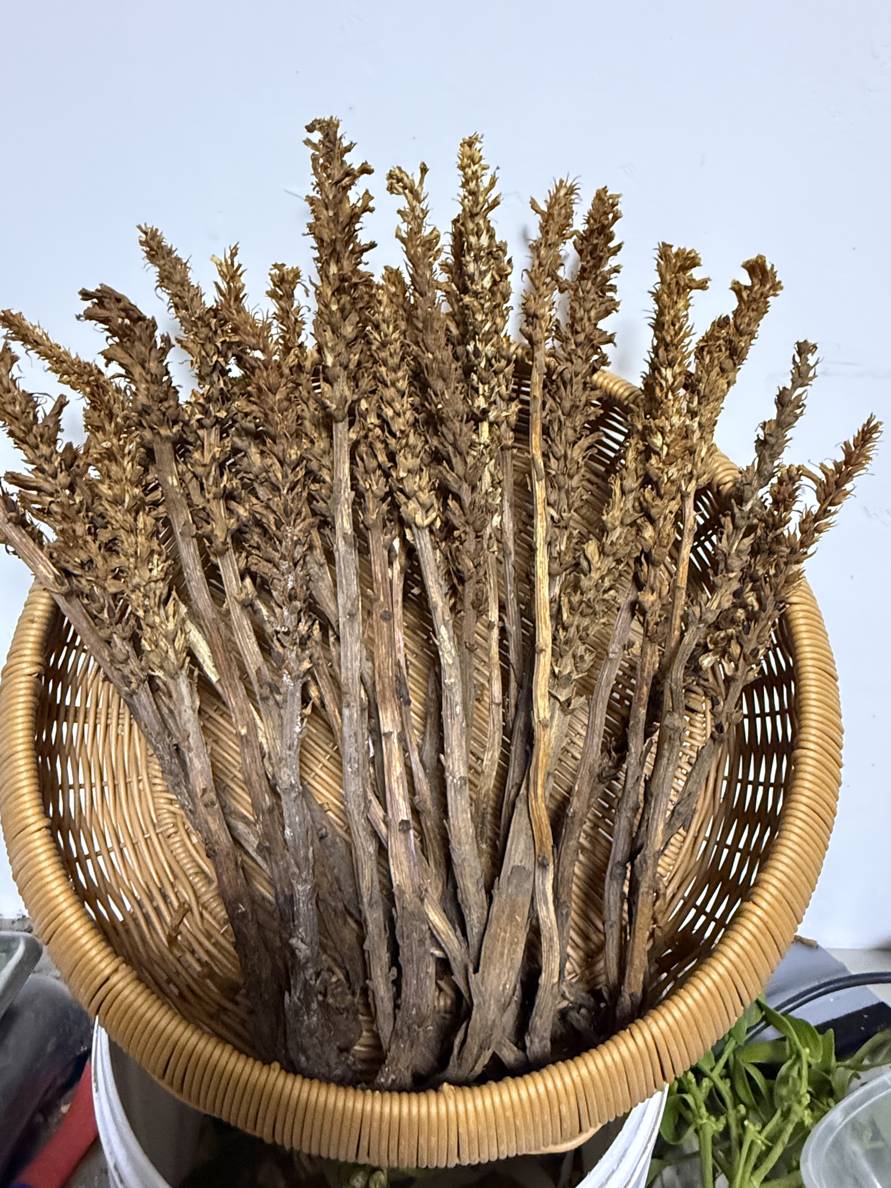 草苁蓉肉苁蓉替代品山货纯正宗内蒙不老草内蒙古发货