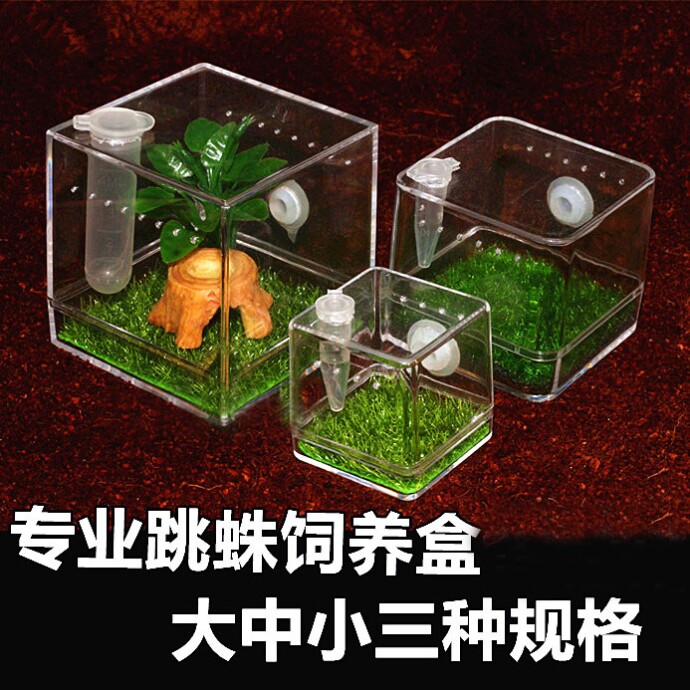 跳蛛专业饲养盒 佛罗里达跳蛛 专业蜘蛛饲养盒