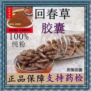 云南回春草胶囊野外生长顶天柱锁阳不老草回春草粉肾补正品包邮