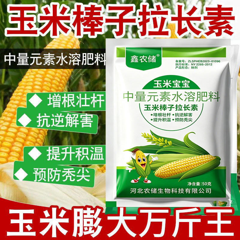 玉米宝宝金大棒一号玉米棒子拉长图片