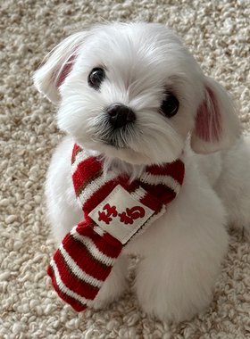 dadoodle 原创「好狗」狗狗针织围巾保暖围脖宠物配饰冬新年礼物