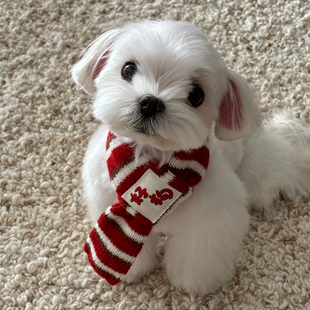 dadoodle 原创「好狗」狗狗针织围巾保暖围脖宠物配饰冬新年礼物