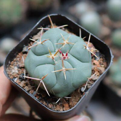 绯冠龙实生仙人球稀有进口开花美刺好养仙人掌多肉阳台庭院小盆栽