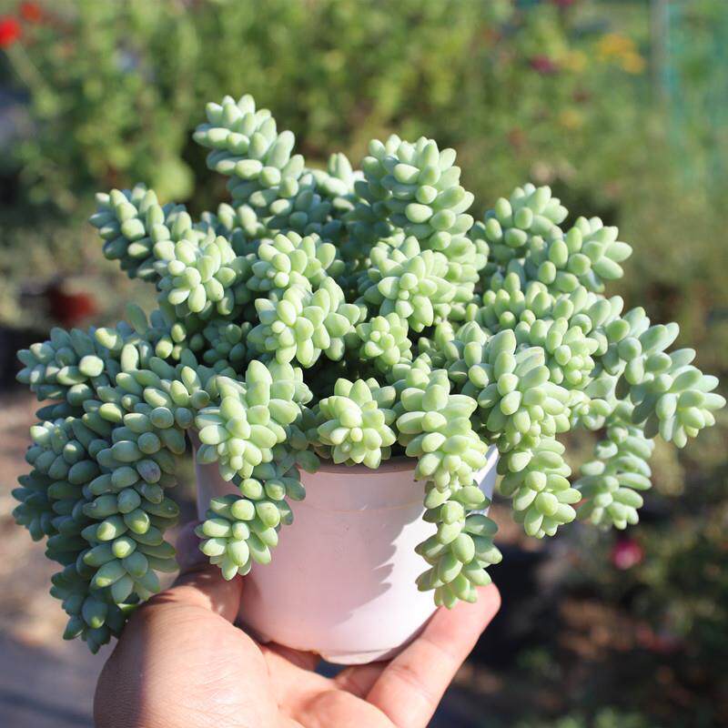 新玉缀 玉坠 多肉植物 肉肉 龙骨彩虹玉坠 多肉植物多头群生