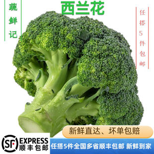 新鲜西兰花500g 脆嫩青花菜绿花菜西蓝花椰菜时令蔬菜 沙拉食材