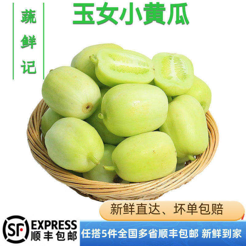 新鲜玉女黄瓜水果小黄瓜白玉黄瓜小拇指青瓜现摘生吃蔬菜包邮图片