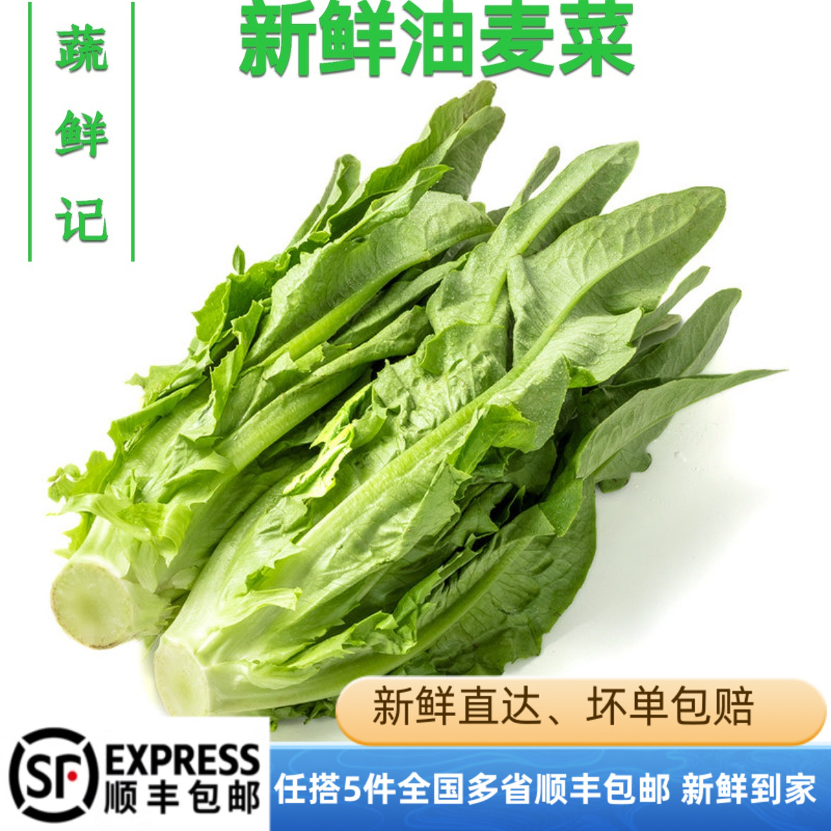【蔬鲜记】新鲜油麦菜500g香麦菜苦菜时鲜蔬菜