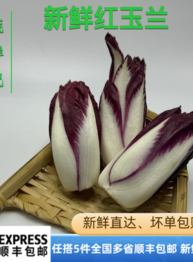 新鲜红玉兰菜芽球菊苣新鲜食用500g红妃endive比利时沙拉西餐