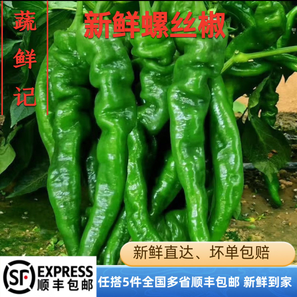 新鲜螺丝椒薄皮青椒新鲜辣椒特辣微辣尖椒陇椒小皱皮青椒菜椒,水产肉类/新鲜蔬果/熟食,辣椒,淘宝优惠券,粉丝福利购,淘宝优惠卷