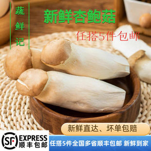 【蔬鲜记】杏鲍菇现摘 新鲜杏鲍菇 鸡腿菇火锅料理蘑菇蔬菜菌菇