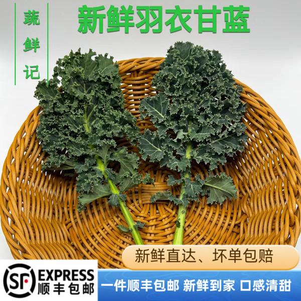 新鲜羽衣甘蓝 蔬菜沙拉食材嫩叶甘兰kale西餐健身榨汁蔬菜配菜