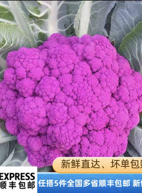 新鲜紫色花菜1500g以上大颗现摘松花菜紫花椰菜紫菜花时令农家菜