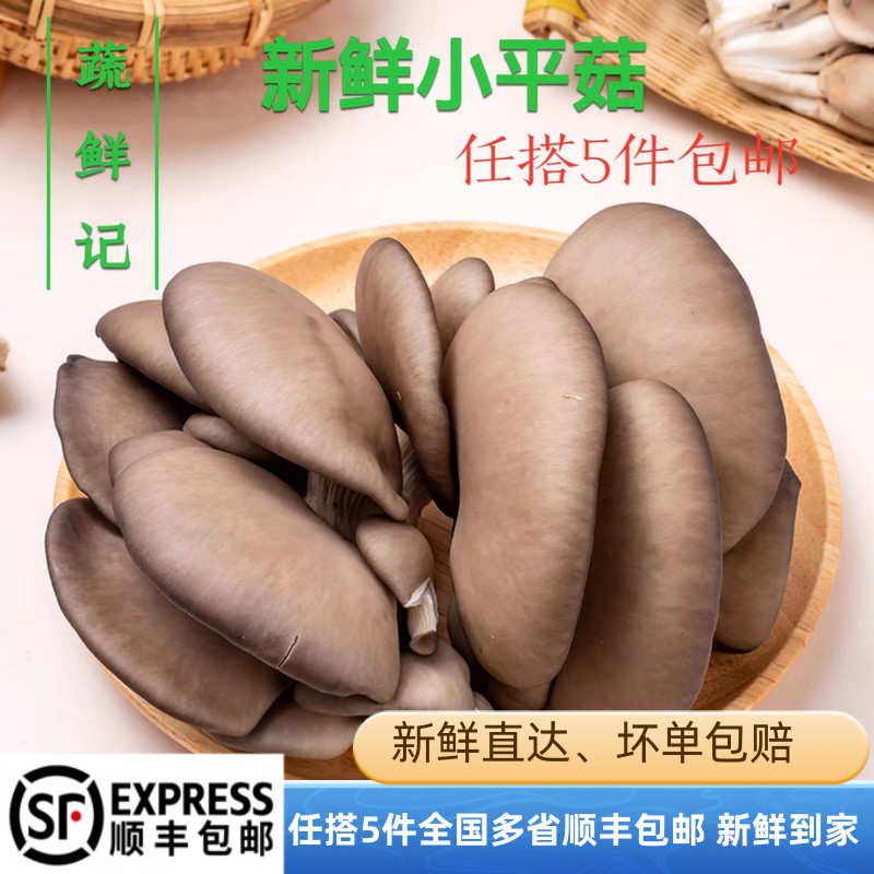 新鲜食用菌小平菇蘑菇姬菇秀珍菇黑蘑菇侧耳菇火锅食用菌菇