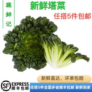 【蔬鲜记】新鲜塌菜乌塌菜塔菜塌棵菜塌地松黑菜500g