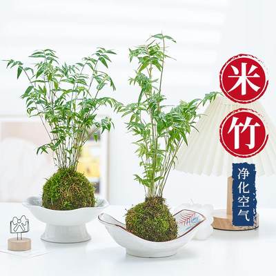 水培米竹苔藓球植物室内微观盆景金明竹红观音竹观赏竹桌摆小米竹