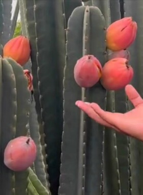 【量天尺】秘鲁天人柱秘鲁苹果种子仙人柱火龙果室内外耐旱大型花