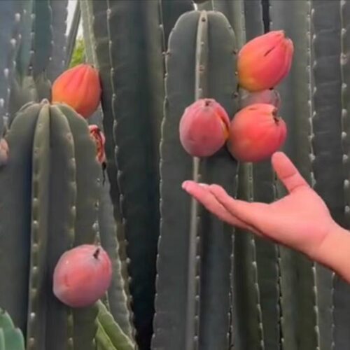 早熟红皮桃树苗嫁接桃树苗