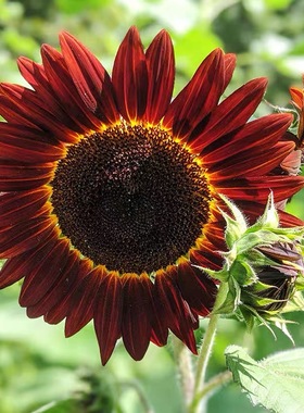鸿运向日葵种子观赏葵花籽种春播红色向日葵多头泰迪熊向日葵切花