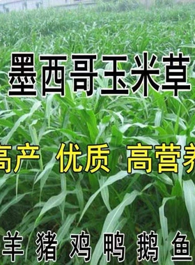 进口墨西哥玉米草种子优12阔叶玉米草猪羊牛鱼兔养殖草籽高产牧草