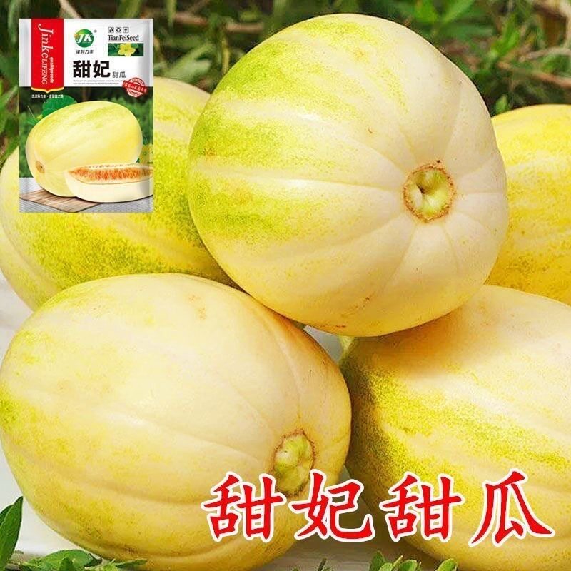 研优甜妃甜瓜种子 大果酥脆香瓜家庭园艺种子