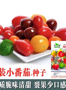 多彩小番茄种子混装七彩圣女果五彩小番茄组合装樱桃千禧果蔬种子