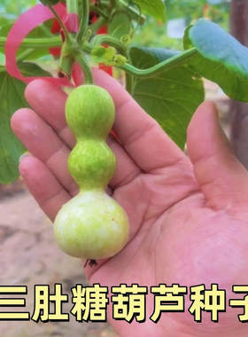 三肚糖葫芦种子手捻小葫芦文玩手把件挂饰爬藤葫芦八宝葫芦种子