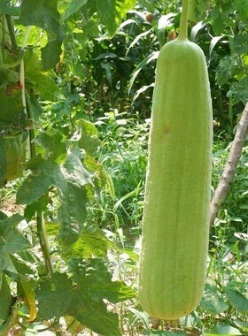 丝瓜籽洛丝瓜种子春夏季爬藤蔬菜瓜果非转基因蔬菜种子四季阳台种