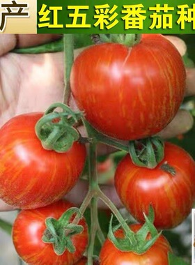 特色紫皮球番茄种子黄五彩绿五彩红五彩多彩西红柿籽蔬菜瓜果种子