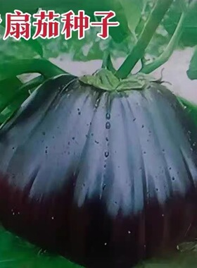 紫扇茄种子中熟丰产紫黑茄子种籽农家菜园阳台盆栽春秋季蔬菜种孑