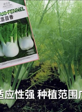 荷兰球茎茴香种子种籽高产小茴香菜割茬四季蔬菜孑球型茴香种子