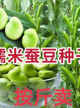蚕豆种子特大高产蚕豆种籽南方农家菜园大田用种秋冬季蔬菜种孑子